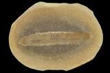 Pennsylvanian Worm (Astreptoscolex) Fossil - Mazon Creek #113223-1